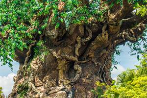 Major Attractions at Disney Animal Kingdom Major Attractions at Disney Animal Kingdom