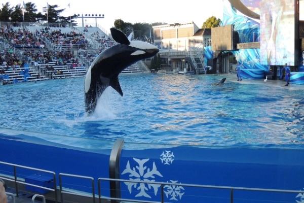 Discovering the Wonders of Sea World San Diego: A Marine Adventure for All Ages