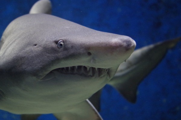 Florida's Top 10 Beaches with the Most Shark Attack Incidents: A Guide for Swimmers