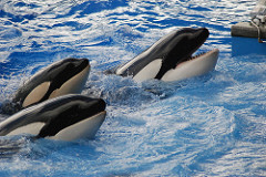 SeaWorld, Orlando SeaWorld, Orlando