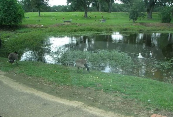Lakewood Memorial Park