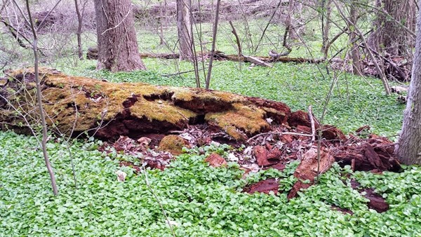 Gwynns Falls/Leakin Park