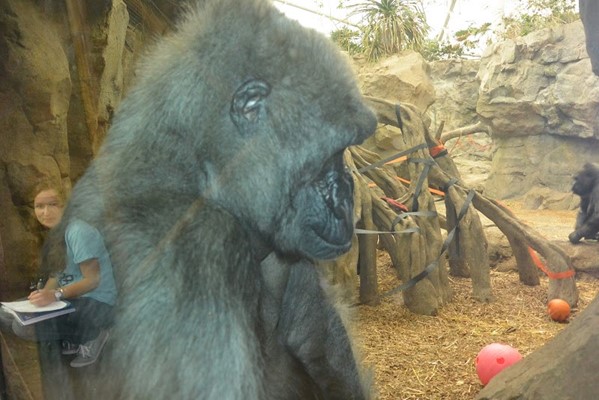 Franklin Park Zoo