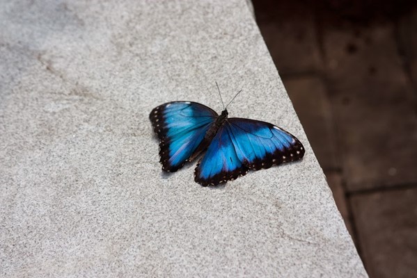 The Butterfly Place