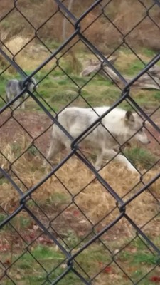 North American Wolf Foundation