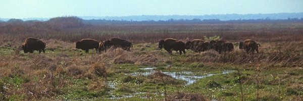 Paynes Prairie Preserve State Park