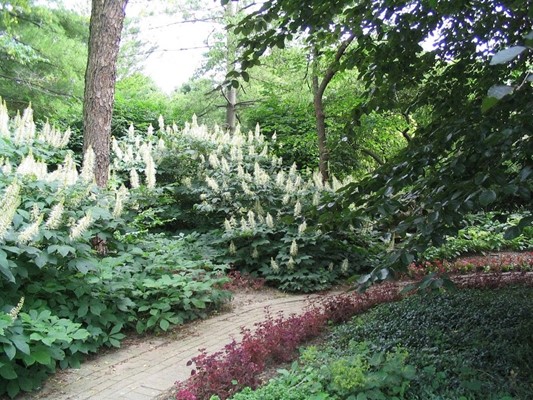Luthy Botanical Garden Peoria Il