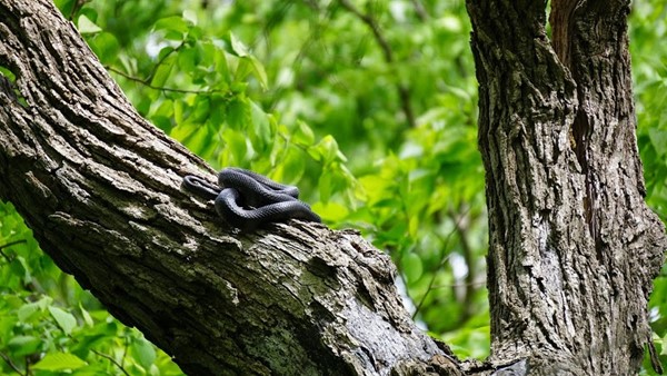 Fontenelle Forest Nature Center