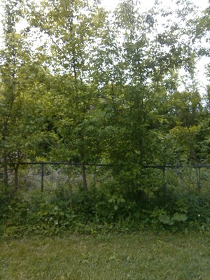 Fort Boonesborough State Park