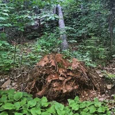 W.R. Bagley Nature Area