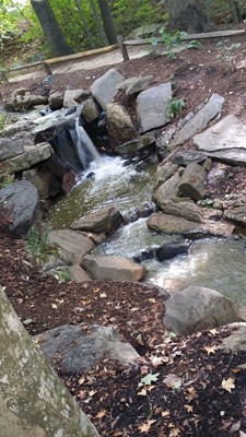 The Bog Garden