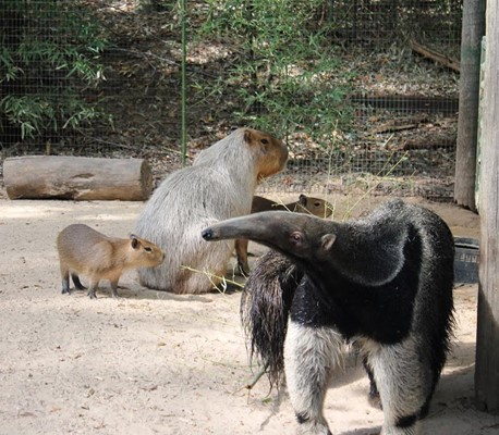 Caldwell Zoo