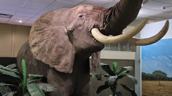 Midwest Museum of Natural History