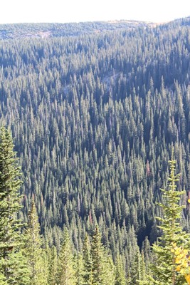 Arapaho National Forest