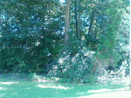 Kings Mountain State Park