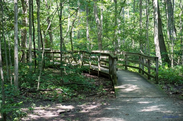Mill Hollow Bacon Woods Park
