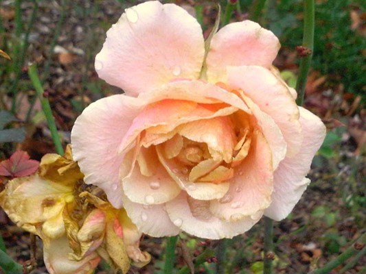 Columbus Park of Roses