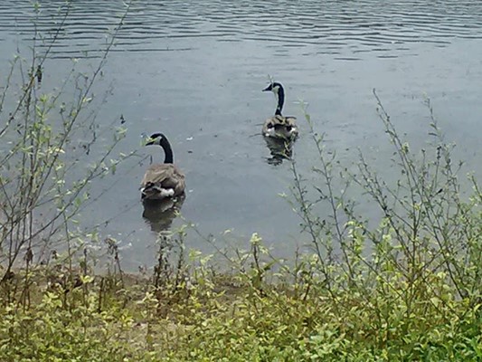 Municipal (Langan) Park