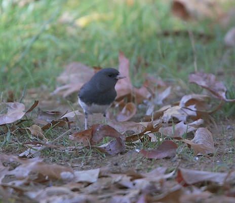 Algonkian Regional Park