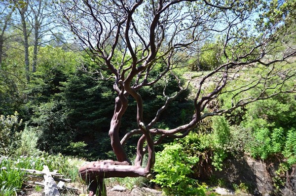 Regional Parks Botanic Garden