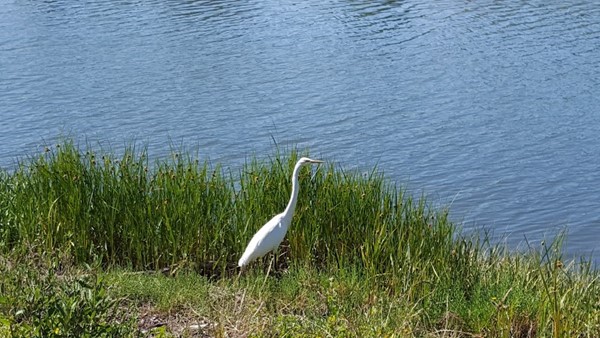 Hal Brown Park at Creekside