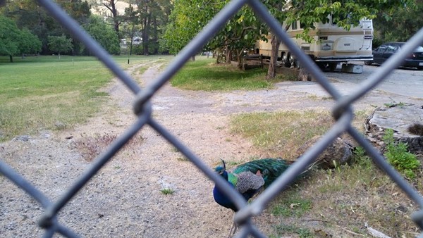 Pinole Park