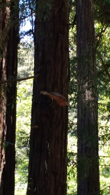 Samuel P Taylor State Park