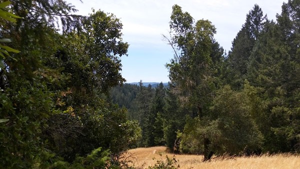 Armstrong Redwoods State Natural Reserve