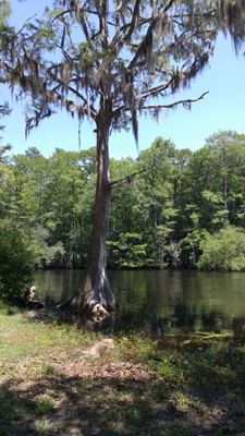 Lumber River State Park
