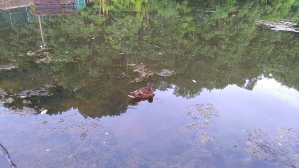 Shillington Park