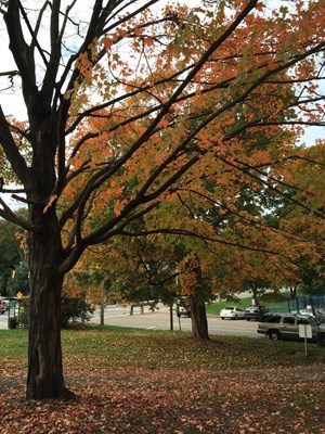 Mellon Park