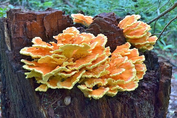 Ferncliff Natural Area