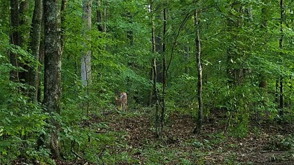 Eagle Scout Trail Head