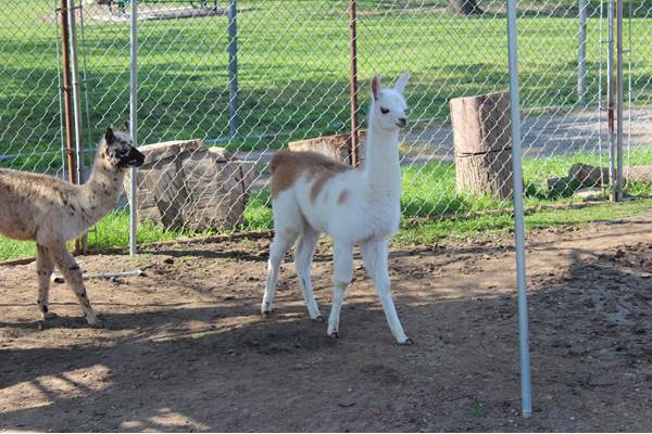 Green Hill Park Farm
