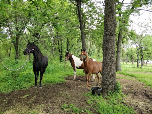 Sandy Oaks