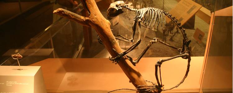 National Museum of Natural History