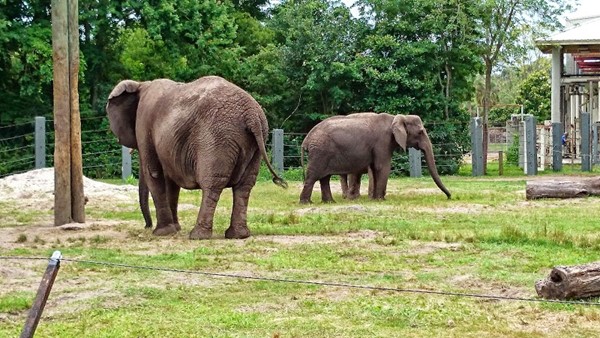 Jacksonville Zoo and Gardens Jacksonville Zoo and Gardens