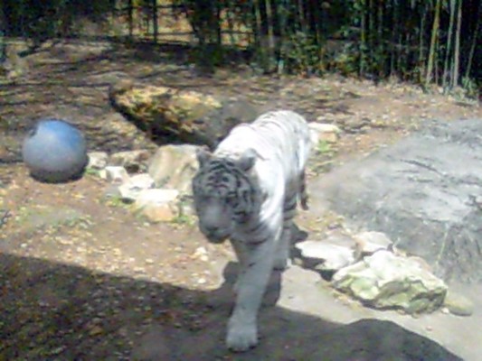 Birmingham Zoo Birmingham Zoo