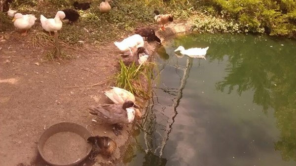 Cosley Zoo Cosley Zoo