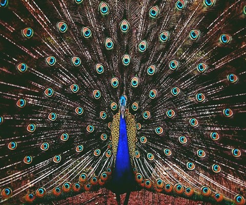 Sahuaro Ranch Park Sahuaro Ranch Park