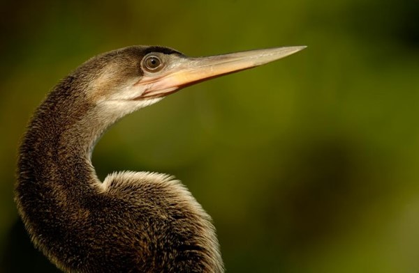 St. Augustine Alligator Farm Zoological Park St. Augustine Alligator Farm Zoological Park
