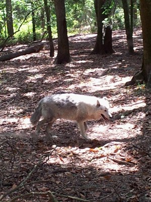 Oatland Island Wildlife Center of Savannah Oatland Island Wildlife Center of Savannah