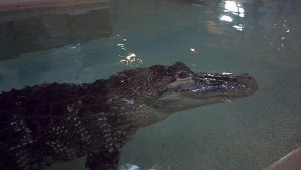 Phillips Park Zoo Phillips Park Zoo