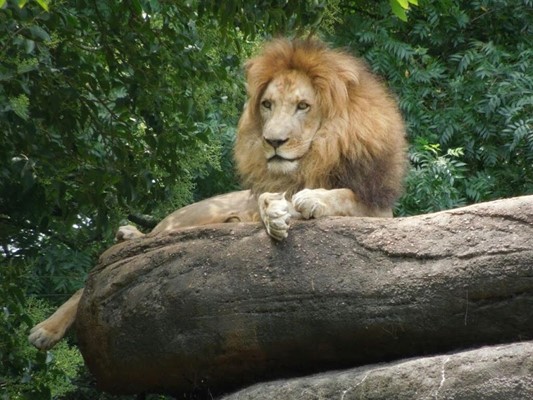 Zoo Atlanta Zoo Atlanta