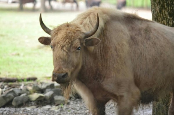 Harmony Park Safari Harmony Park Safari