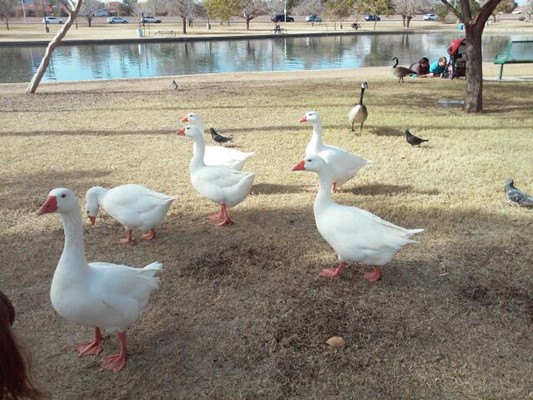 Chaparral Park Chaparral Park