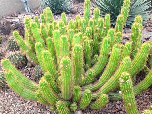 Desert Botanical Garden Desert Botanical Garden