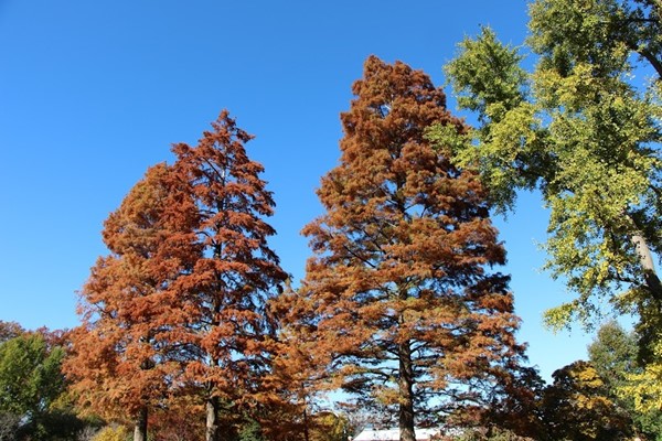 Missouri Botanical Garden Missouri Botanical Garden