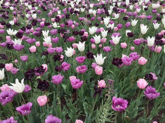 Missouri Botanical Garden Missouri Botanical Garden