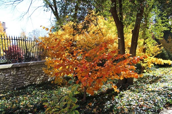 Missouri Botanical Garden Missouri Botanical Garden